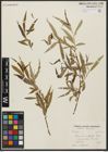Foto von Salix acmophylla Boiss.